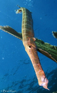 Trumpetfish  (Aulostomus maculatus) hanging around the reef by Brad Ryon 